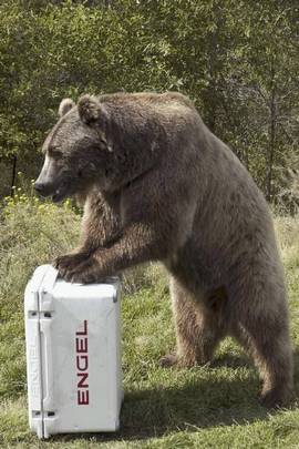 Engel coolers - Tough for bear but good for your beer